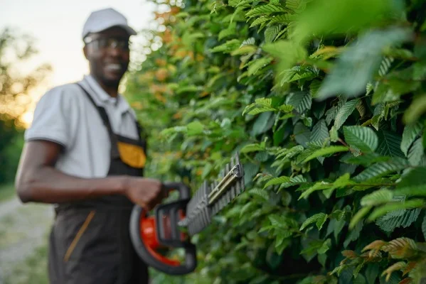 Hedge Trimming