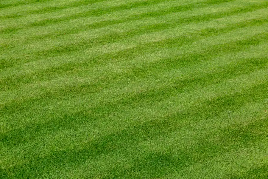 Lawn Care Tools Every Professional Landscaper Needs Clermont, IA