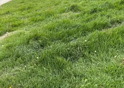Local Landscape Service Provider