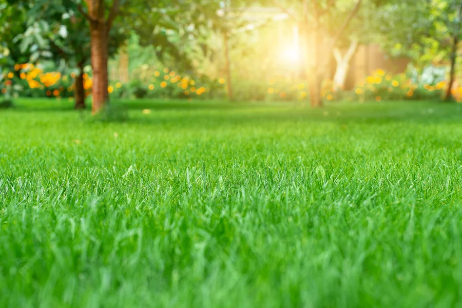 Top Lawn Care Trends Shaping The Landscaping Industry Clermont, IA
